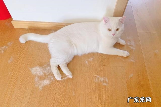 经常梳毛 猫咪总是掉毛怎么办