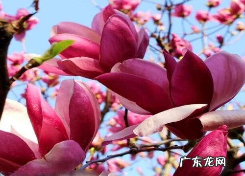 紫色玉兰一年开几次花