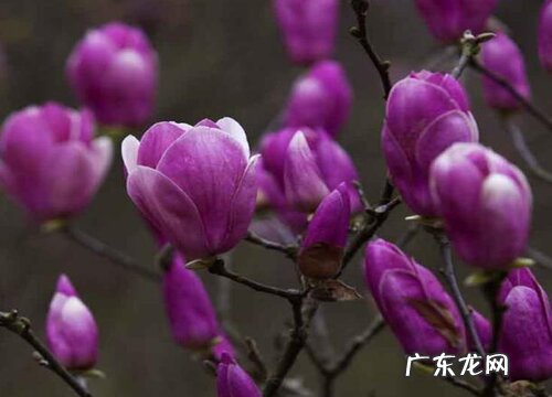 紫色玉兰一年开几次花