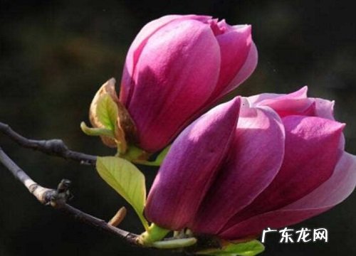 紫色玉兰一年开几次花