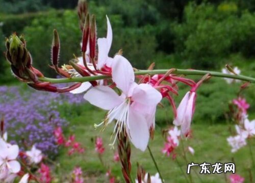 千鸟花什么时候开花