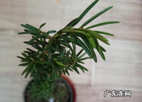 红豆杉枯枝怎么办