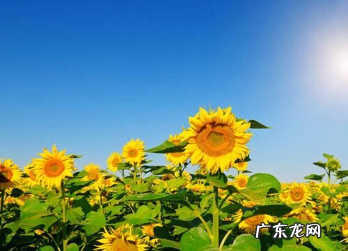 向日葵什么季节种植好