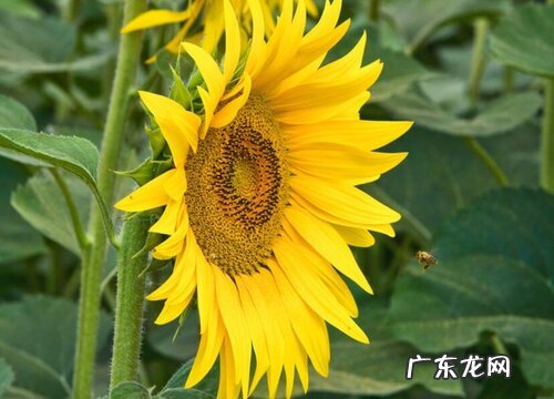 向日葵什么季节种植好