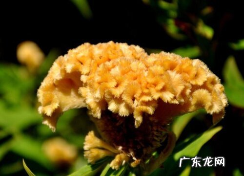 鸡冠花怎么种植 栽种时间和方法