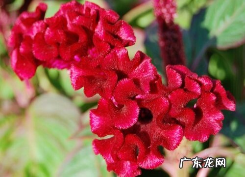 鸡冠花怎么种植 栽种时间和方法