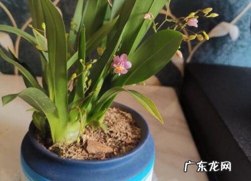 文心兰一年开几次花