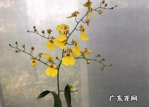 文心兰一年开几次花