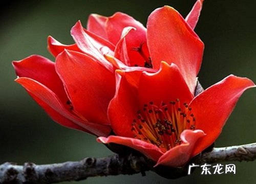 木棉树的什么时候开花