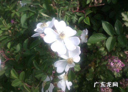 荼靡花什么时候开花