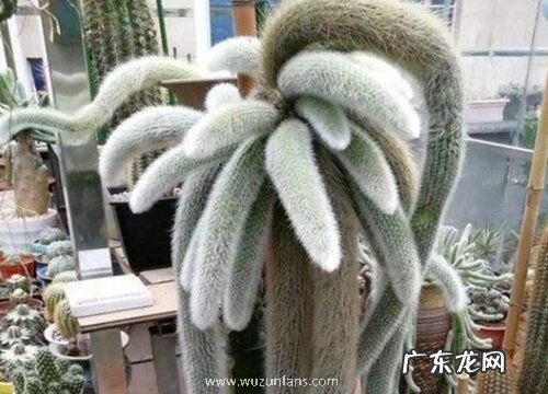 猴尾柱什么时候开花