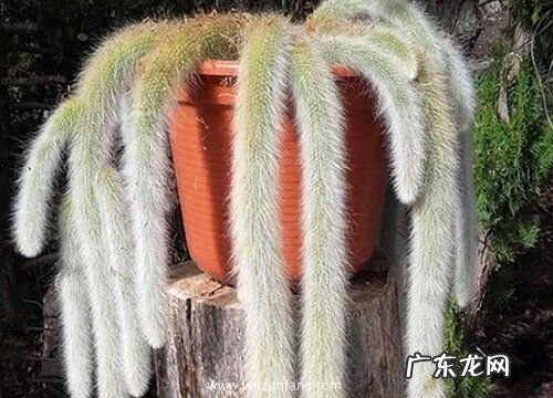 猴尾柱什么时候开花