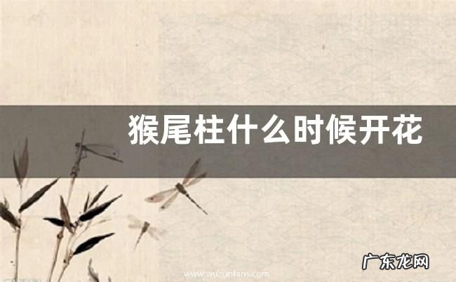 猴尾柱什么时候开花