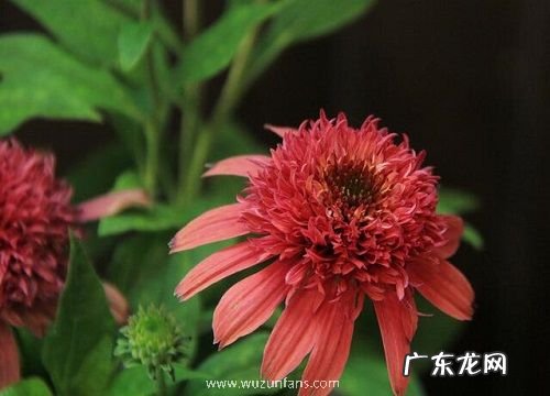 松果菊什么时候开花