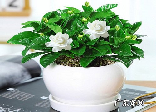 枝枝花一年开几次花