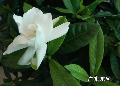 枝枝花一年开几次花