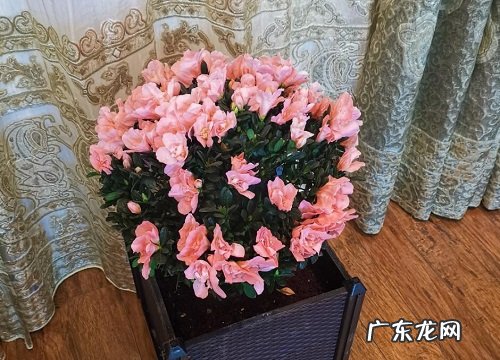 西洋杜鹃一年开几次花