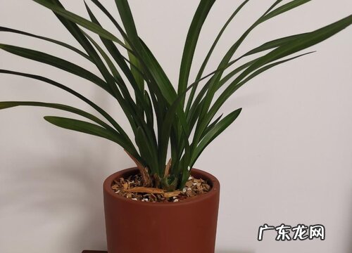 兰花一年开几次花