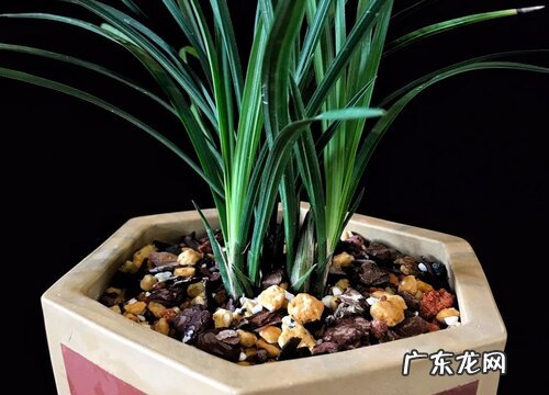 兰花一年开几次花