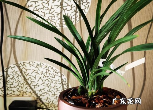 兰花一年开几次花