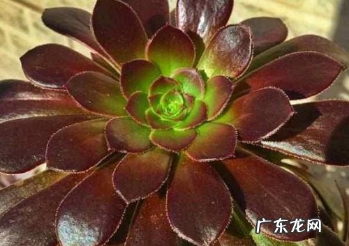 法师上盆方法与步骤 上盆养护注意事项