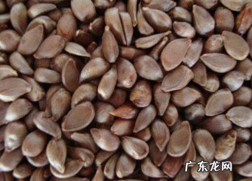 苹果籽可以种吗