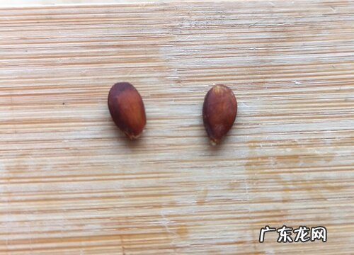 苹果籽可以种吗