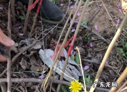 柿子嫁接时间和方法