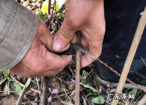 柿子嫁接时间和方法