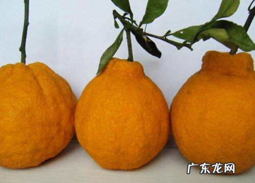 丑柑上市什么时候成熟