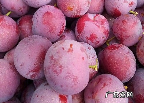 重庆李子什么时候成熟