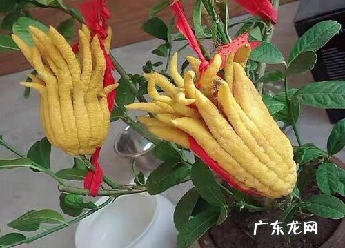 佛手托金什么时候开花