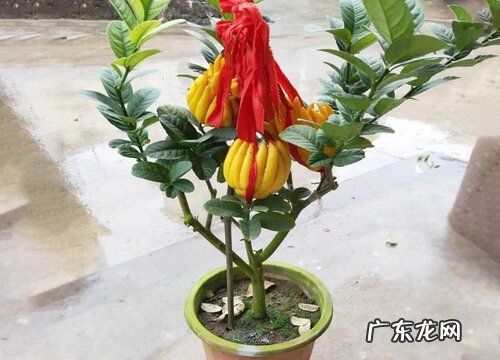 佛手托金什么时候开花