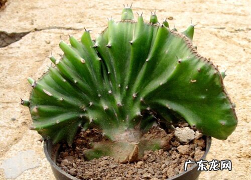 麒麟掌适合在室内养吗