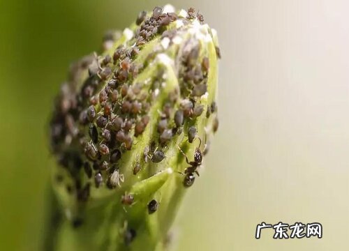 农作物病虫害防治技术与方法措施