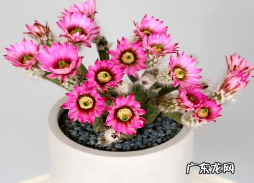 仙人棒什么时候开花