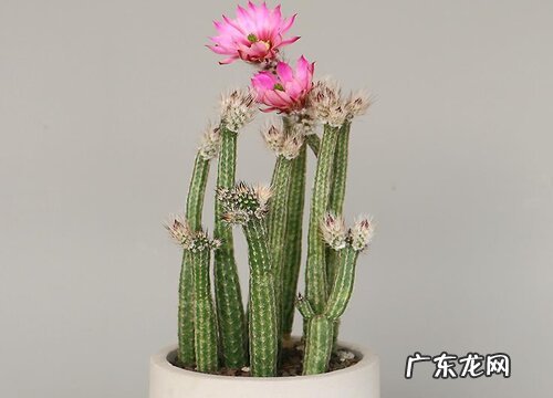 仙人棒什么时候开花