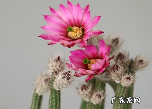 仙人棒什么时候开花