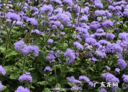 藿香蓟什么时候开花