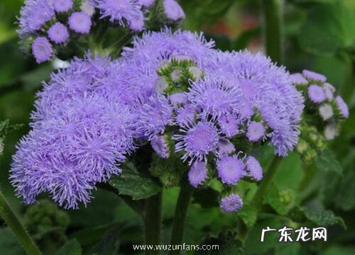 藿香蓟什么时候开花