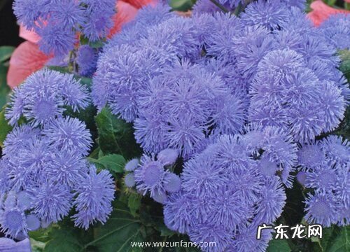 藿香蓟什么时候开花