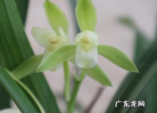 富山奇蝶一年开几次花