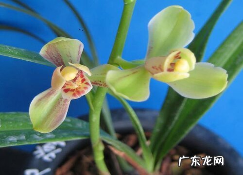 富山奇蝶一年开几次花