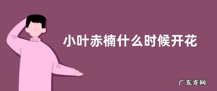 小叶赤楠什么时候开花