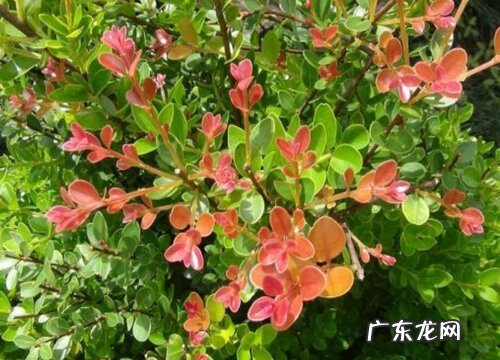 小叶赤楠什么时候开花