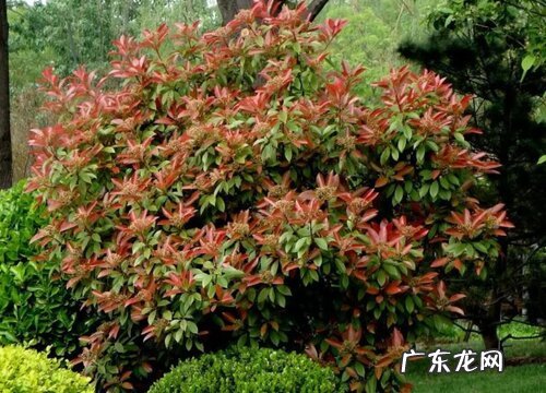 小叶赤楠什么时候开花