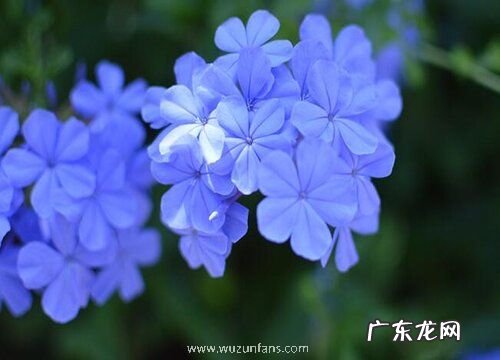 喜阳的花卉有哪些