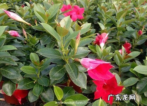 喜阳的花卉有哪些