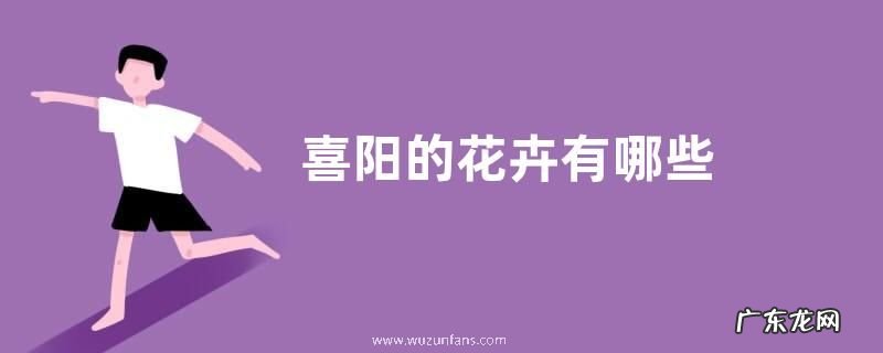 喜阳的花卉有哪些