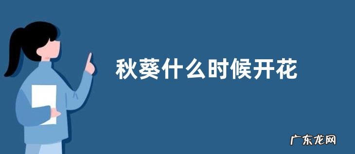 秋葵什么时候开花
